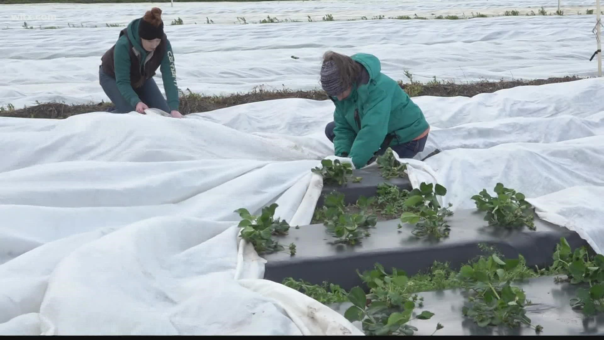 Temperatures will drop well below freezing leaving already bloomed fruits vulnerable