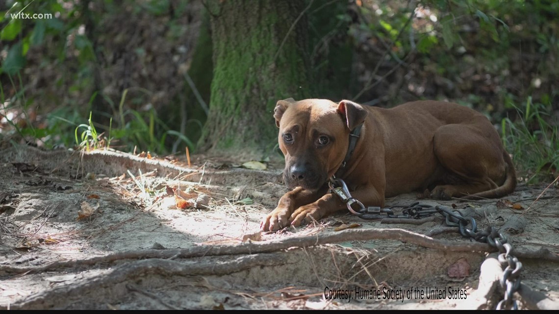 Largest dogfighting ring in South Carolina history busted: What's next for the dogs?