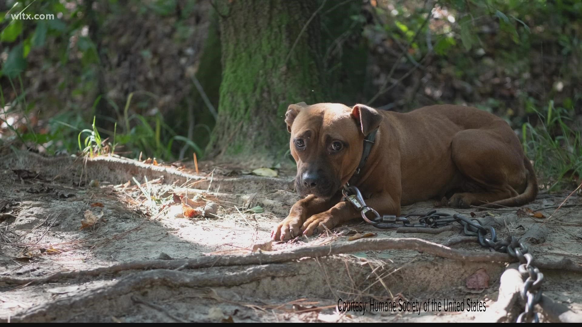 21 people have been arrested in the biggest dog fighting bust in South Carolina's history. So, what's next for the more than 300 dogs recovered?