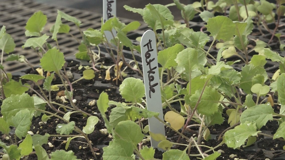 Local farm talks leafy greens and hardy vegetables for Fall - Vimarsana News