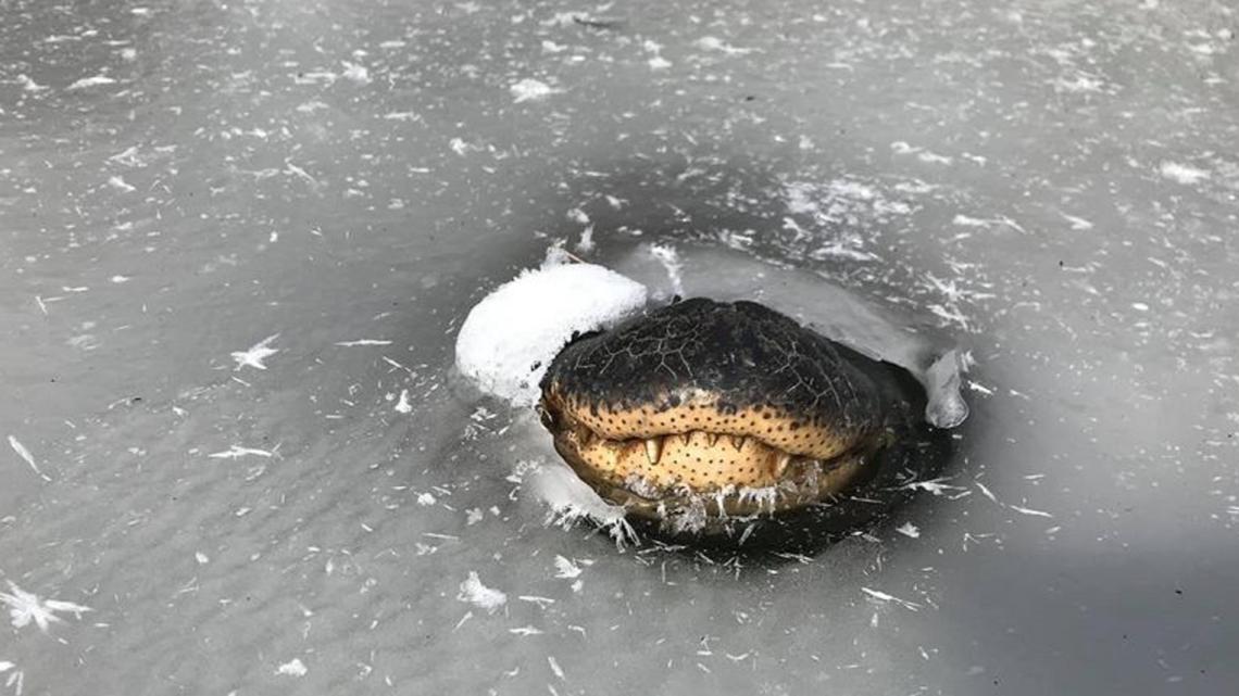 Texas alligator found breathing in frozen over pond wltx