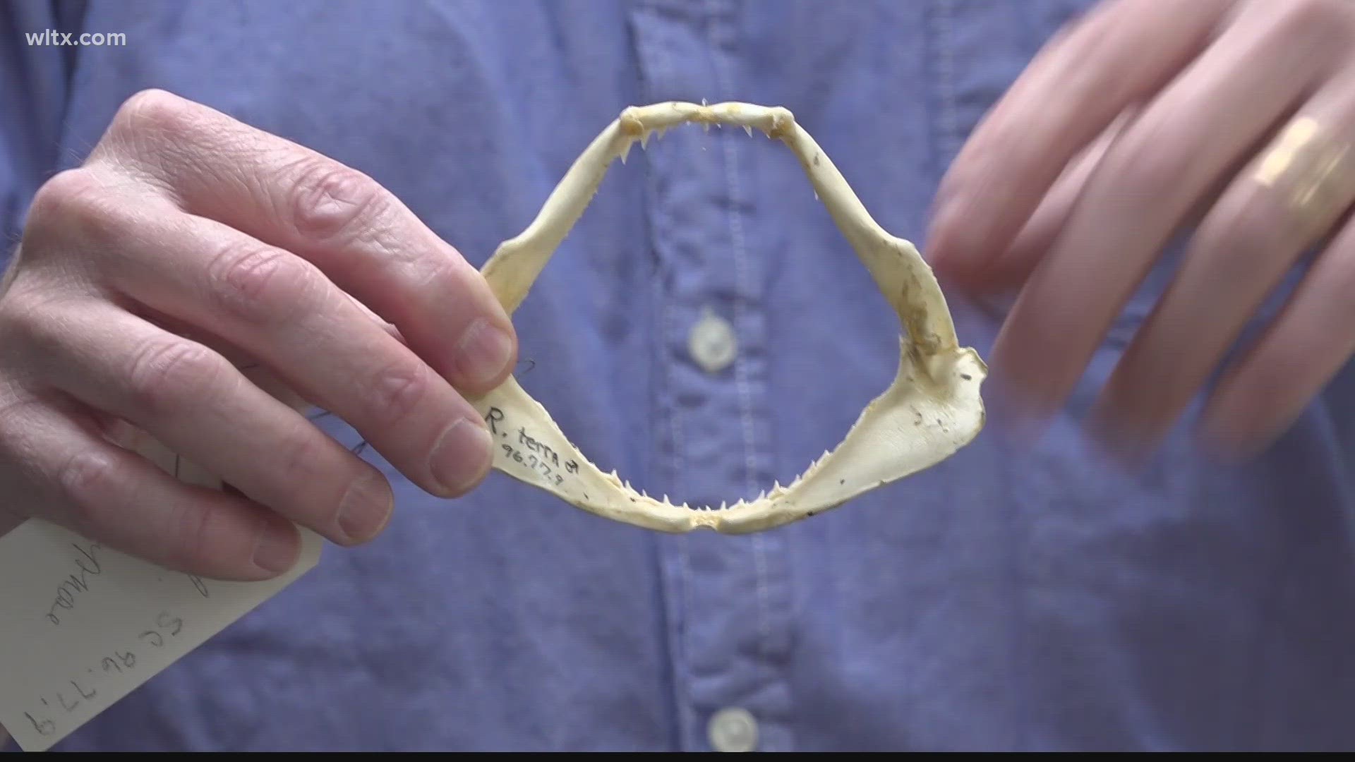 It was a multi-year study that examined more than 120 shark jaws.