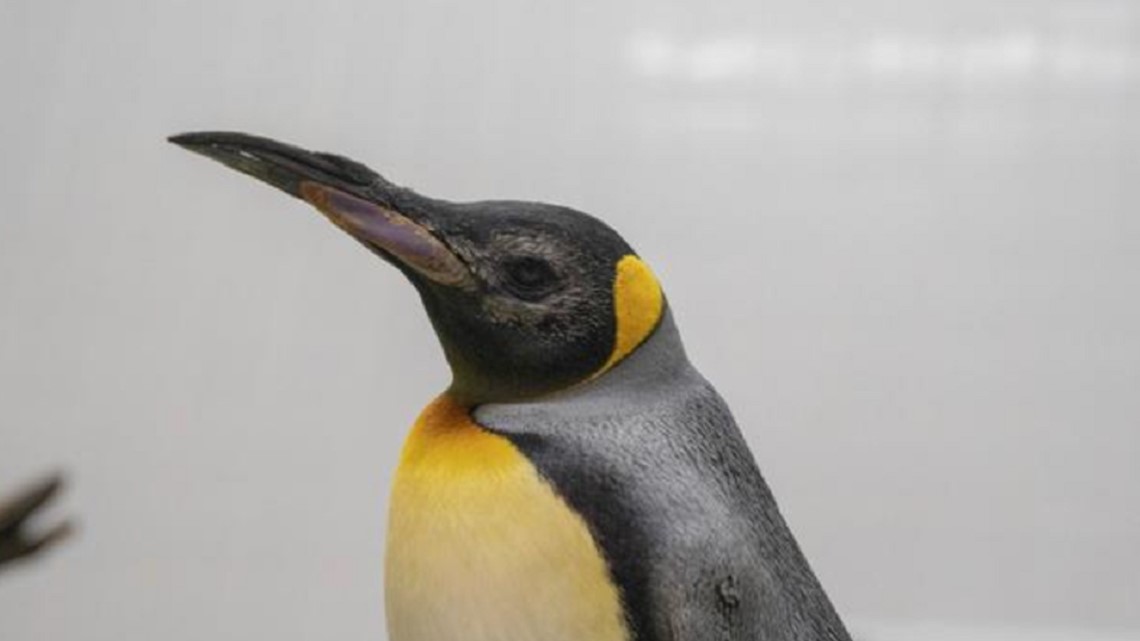 Elderly penguins receive custom lenses in "world-first" cataract - Vimarsana News