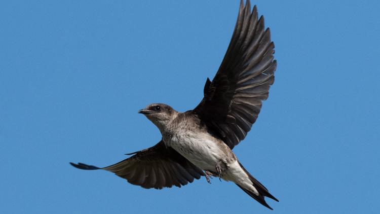 Reservations open May 26 for Purple Martin tours on Lake Murray
