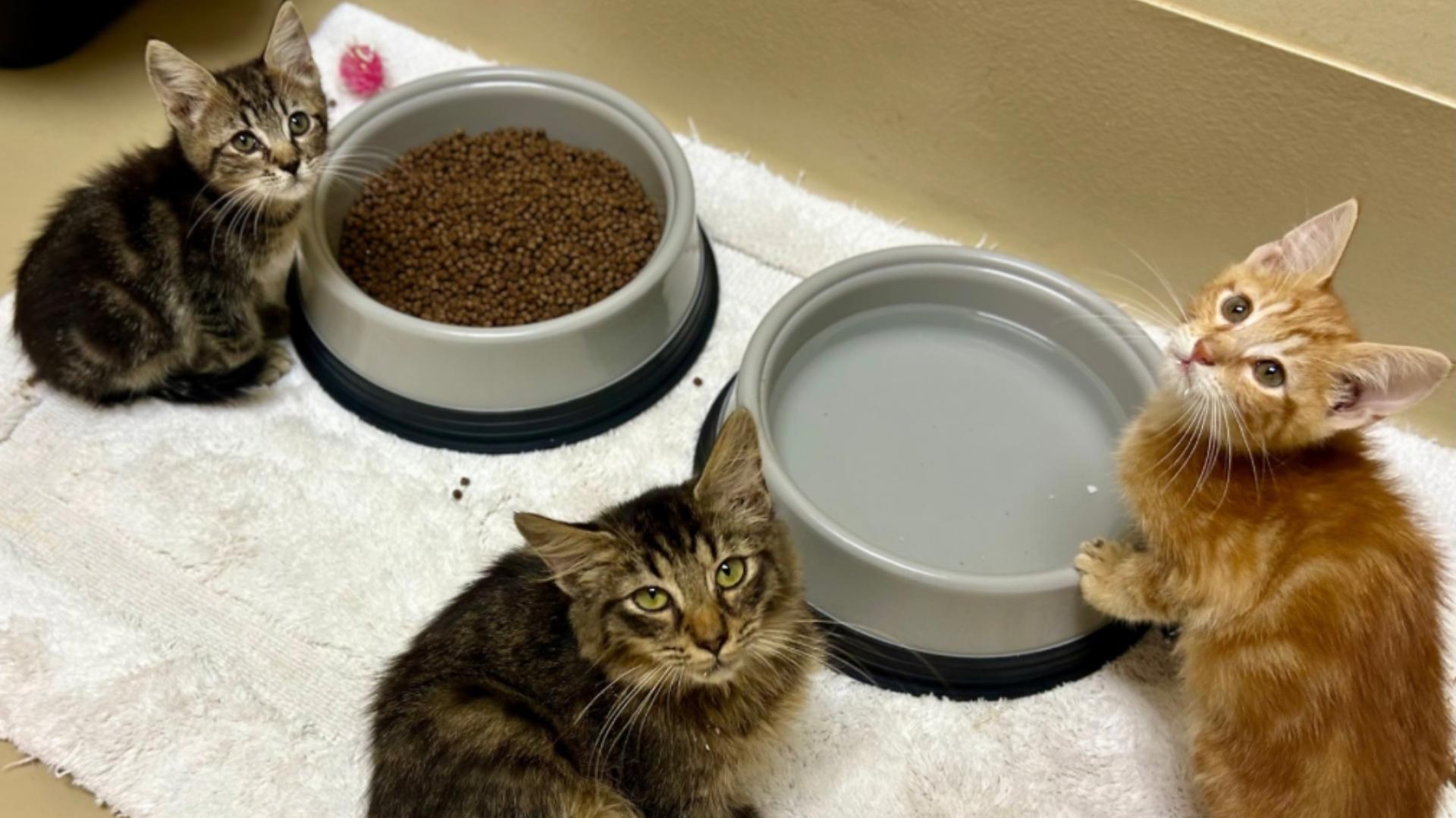 Iife Line Pawmetto Lifeline offers discounted cat adoptions, asks for fosters as ...