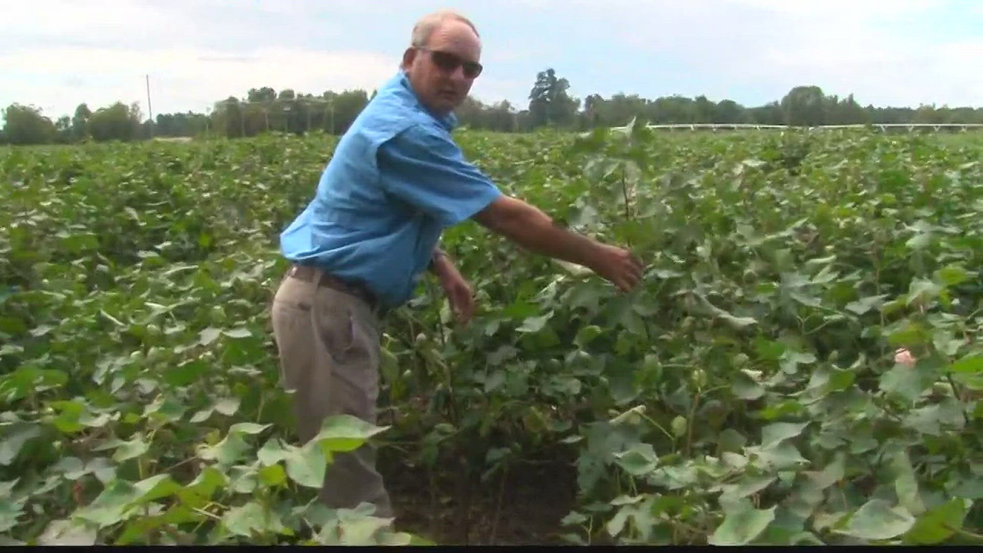 For the 3rd straight year...local farmers have to deal with mother nature.	The 2015 flood and last year's hurricane nearly destroyed the livelyhoods of farmers across the state.	Now they have to deal with Irma's path of destruction.