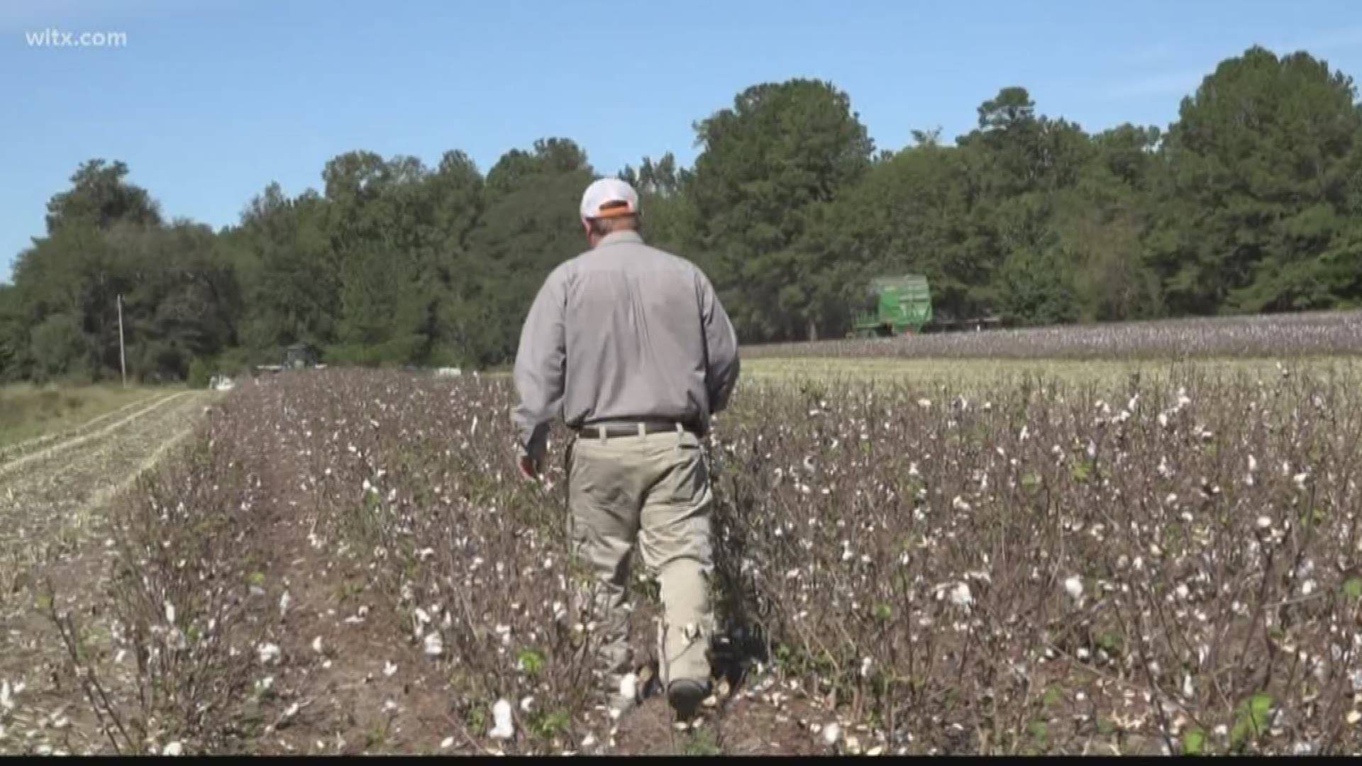 South Carolina farmers are feeling the effect of the drought
