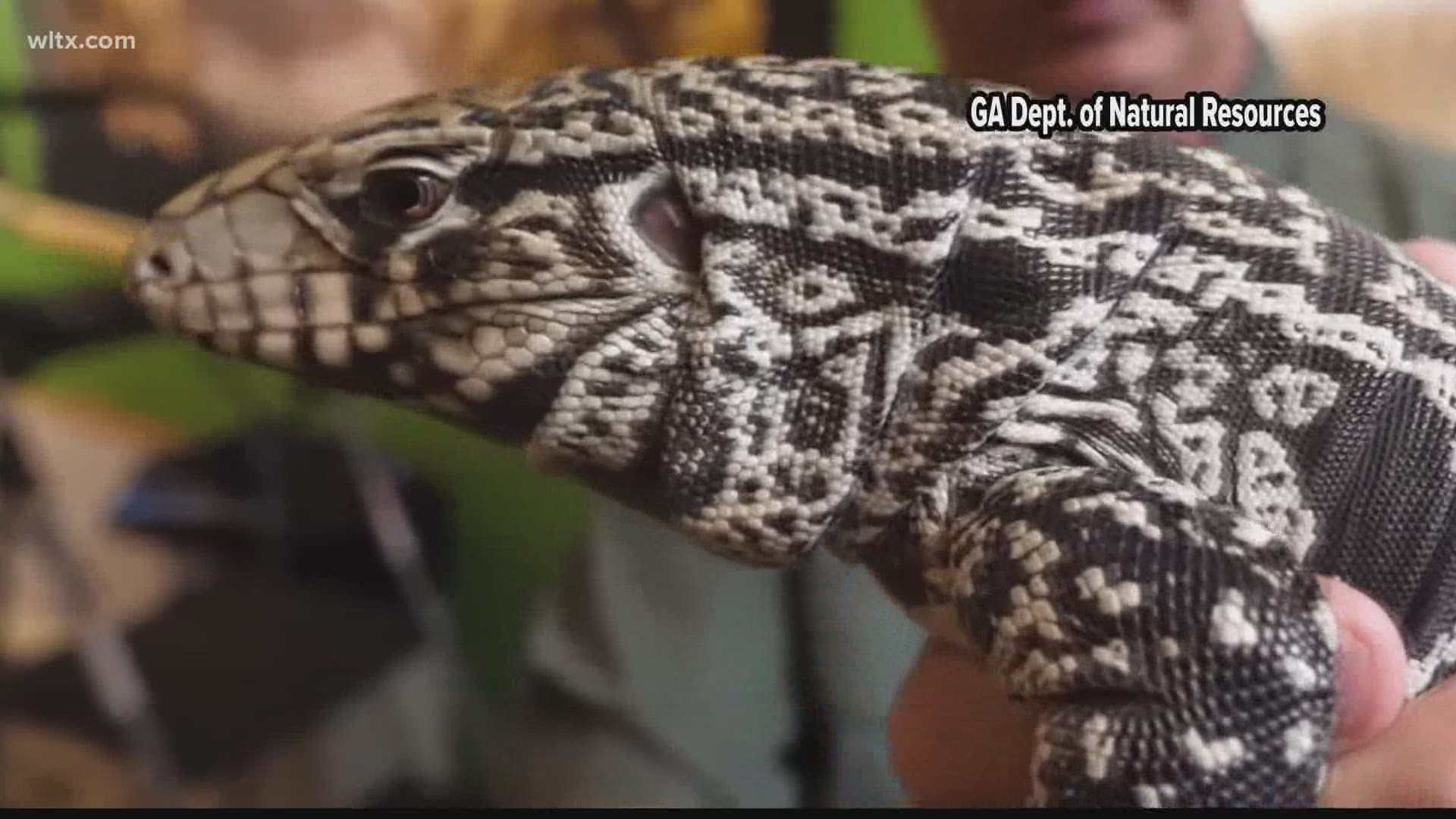 The Black and White Tegu Lizard has been seen in Florida and Georgia as well.