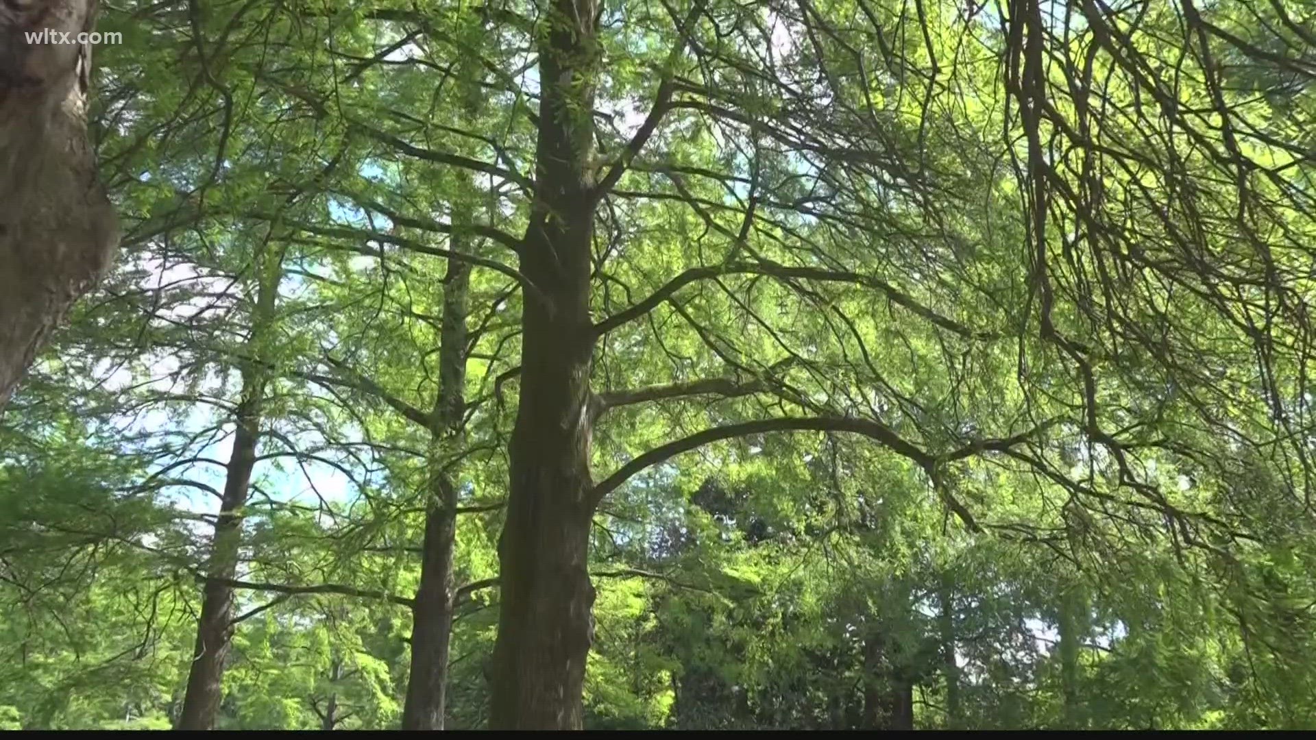 Knowing the dangers of being in the heat, will help to keep a safe and happy summer.
