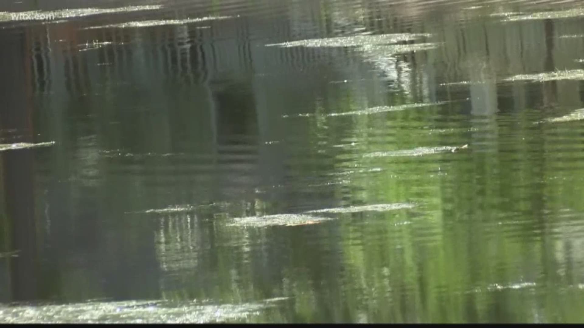 Woman walking her dog near a lagoon in Hilton Head was attacked and killed by an alligator. 