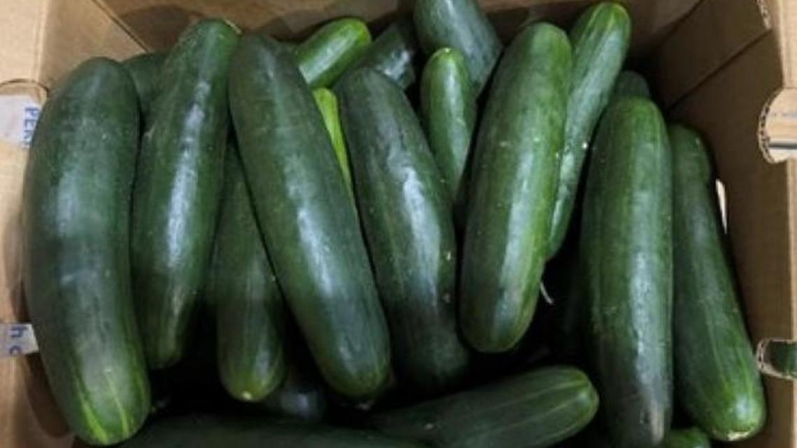 Cucumbers recalled in 14 states because of salmonella risk - Vimarsana News