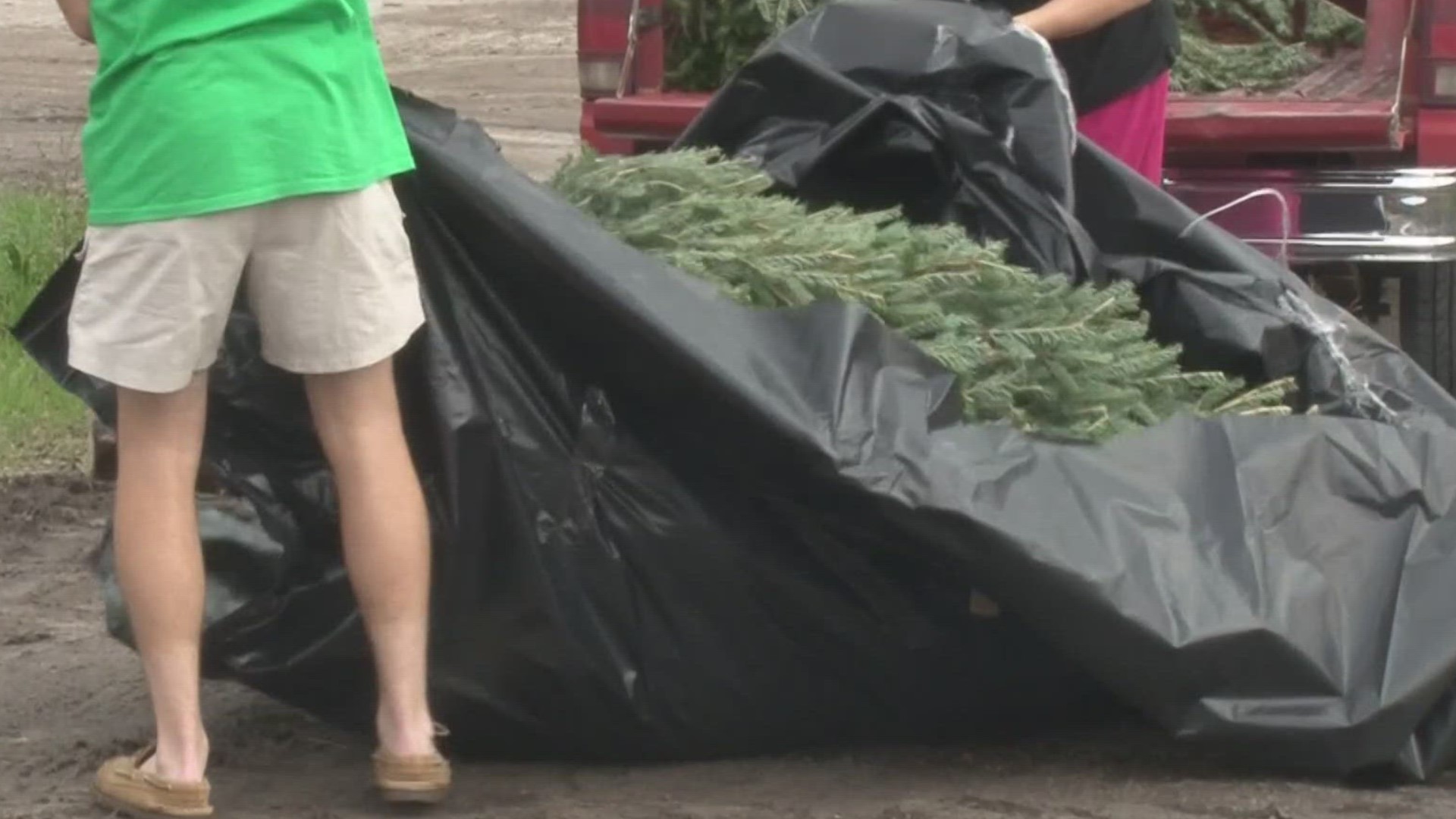 Wondering what to do with your Christmas tree? Shelly Garzon tells us how you can get rid of your tree and help the environment all at the same time.