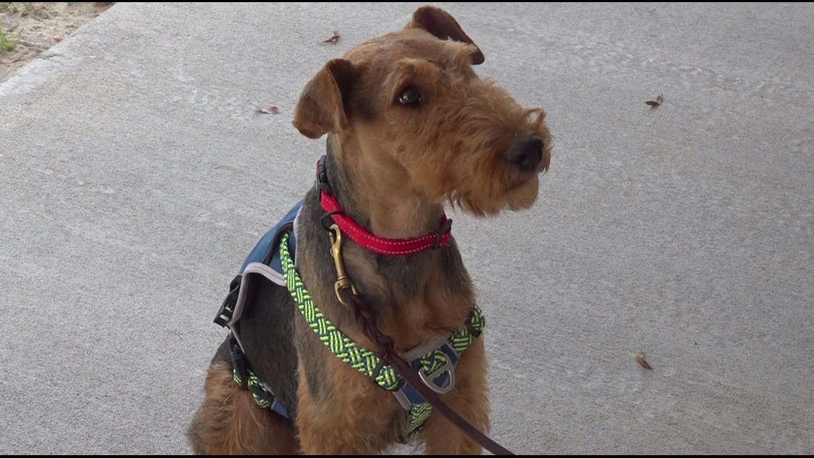 Should you put a collar or harness on your dog?