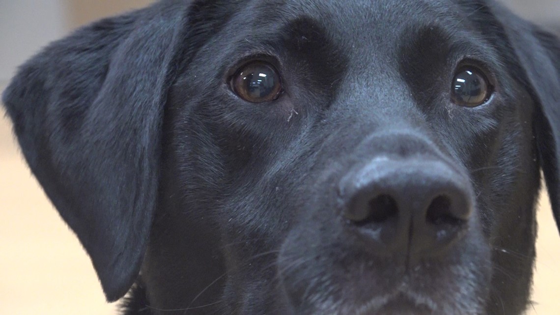 Meet Poppy, a nationally recognized USC Police K-9 | wltx.com