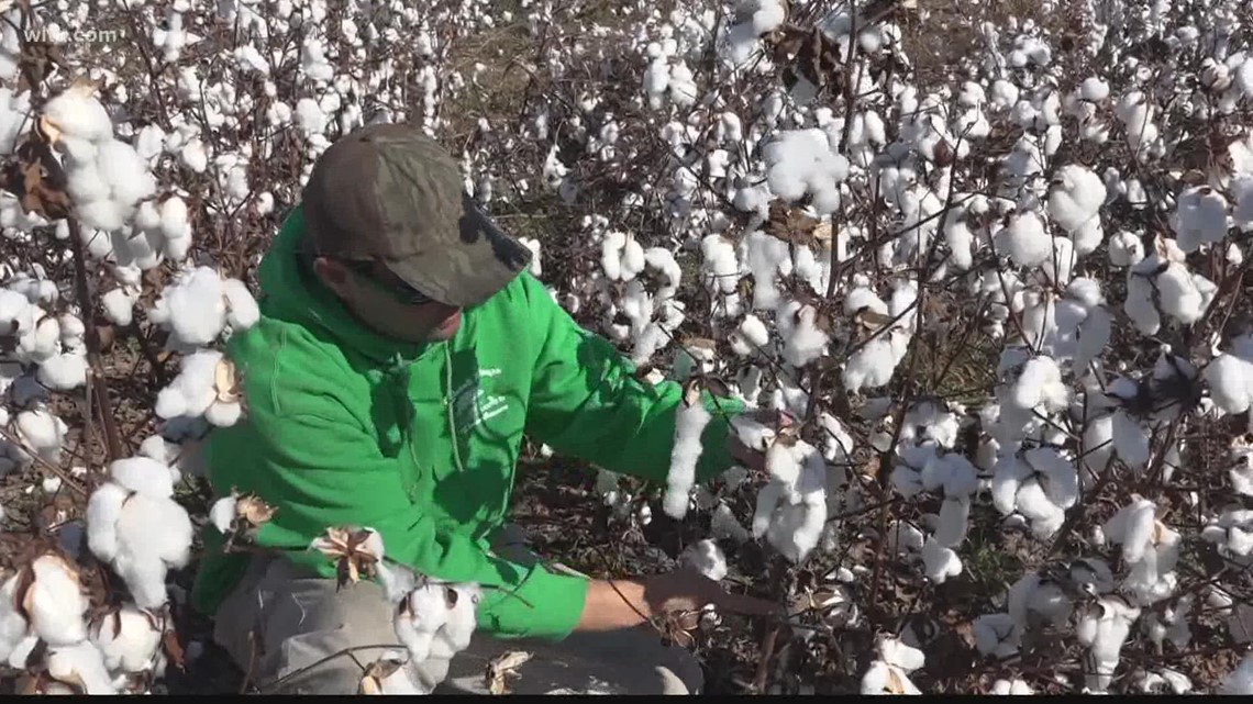 Hurricane Ian affects cotton harvest in South Carolina