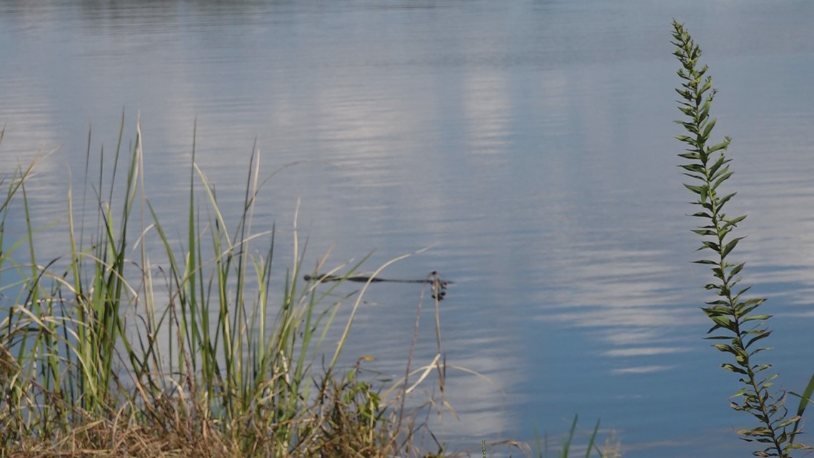 No, the snake in Lake Marion was not a python | wltx.com