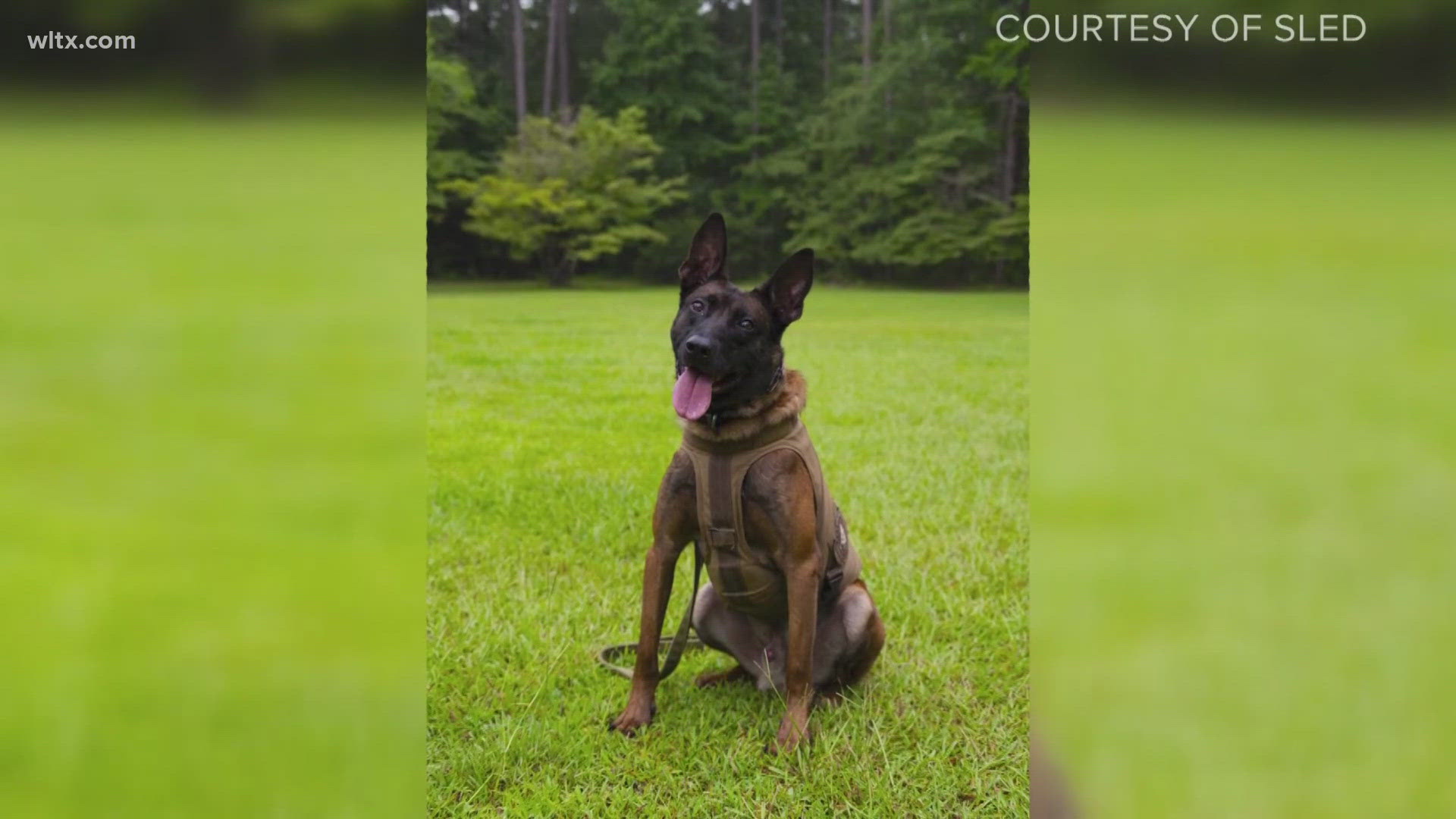 Man who shot SLED K9 Coba sentenced to more than 12 years in federal ...