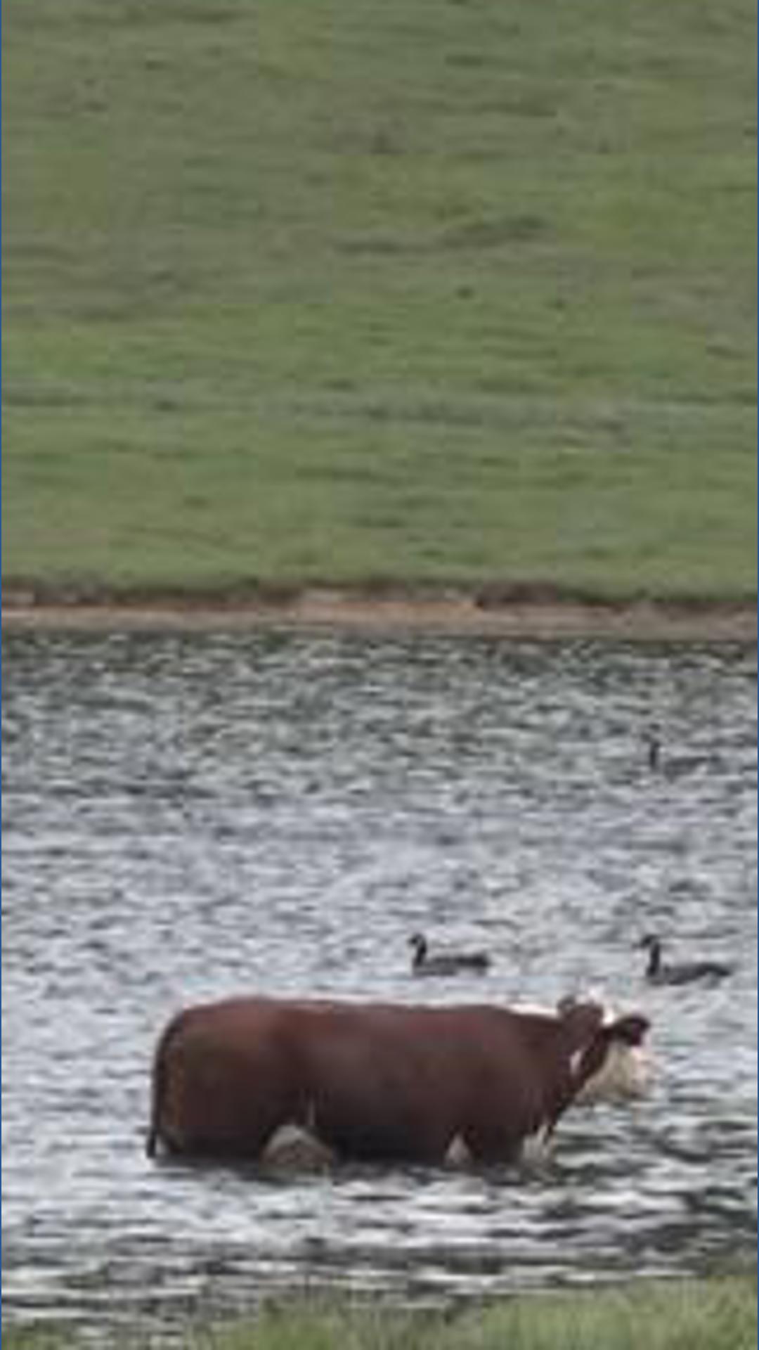 South Carolina cattle farmers voice concerns over Trump's beef import plan; plan to import 300,000 metric tons over 90 days aims to lower prices