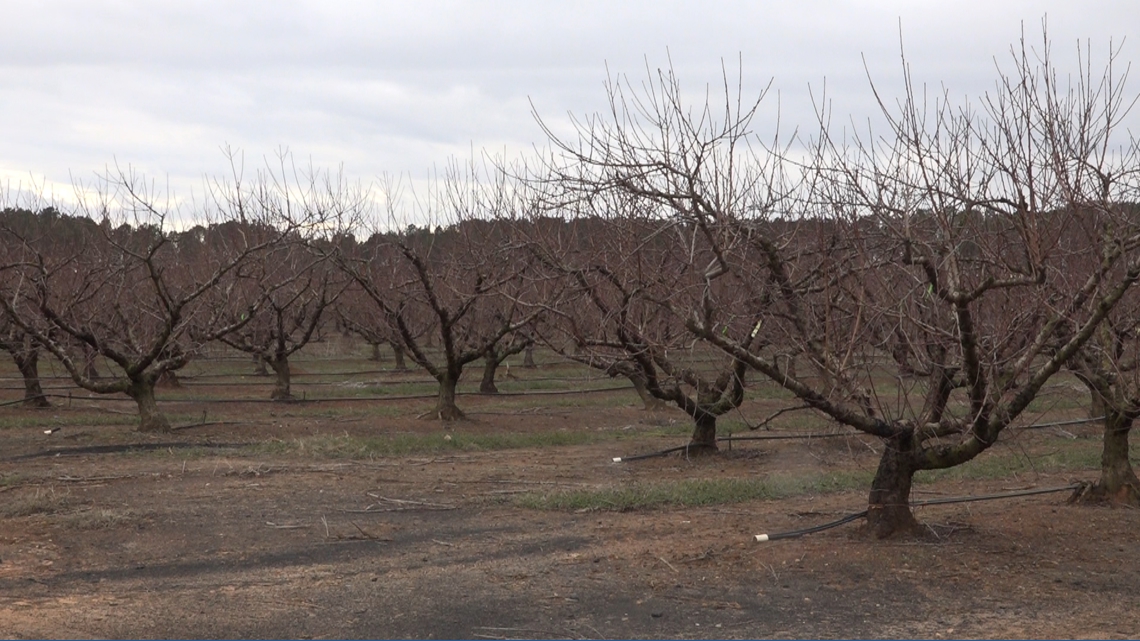 Midlands farmers prepare for freezing temperatures