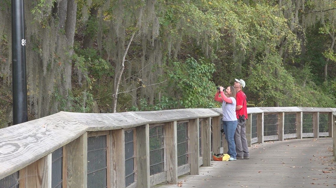 It's migratory bird month in South Carolina - Vimarsana News