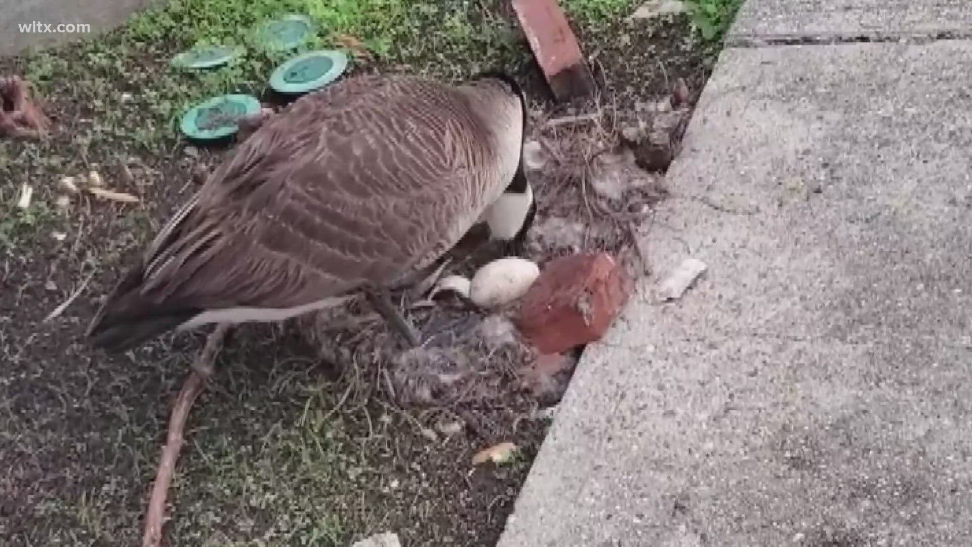 They broke three of the eggs as a result. A woman nearby saw the kids and chased them away.