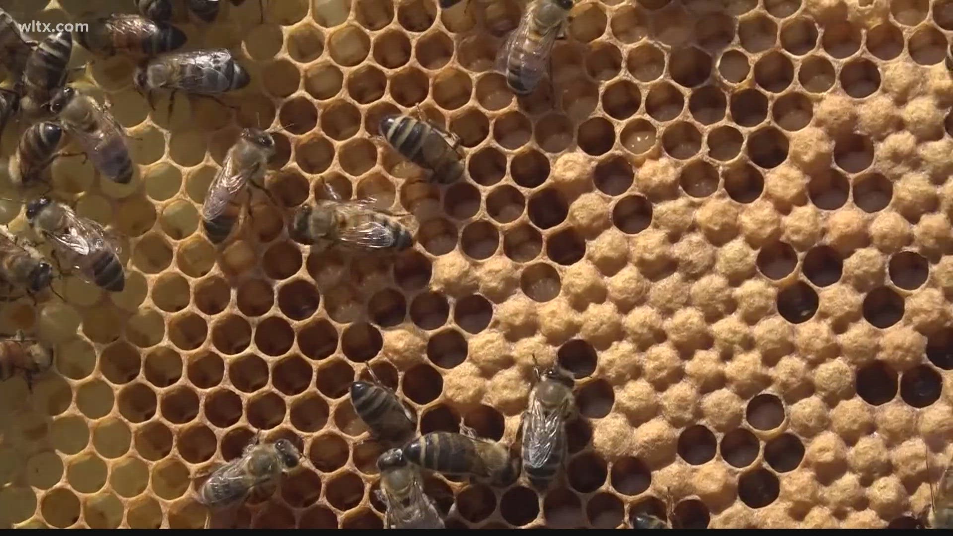Hundreds of bee species play a crucial role in sustaining life, and South Carolina experts are sharing ways to help protect them.
