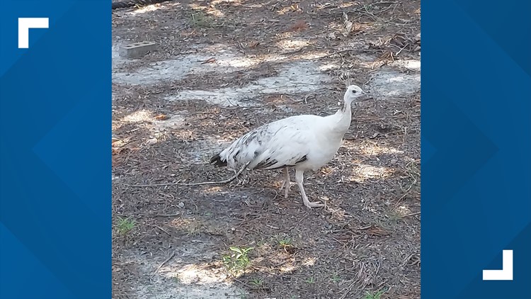 Have you seen this hen? An Irmo peahen is on the loose