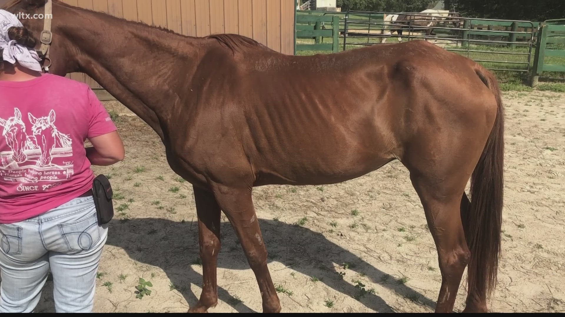 The Richland County Sheriff's Department has arrested a man accused of the ill-treatment of horses.