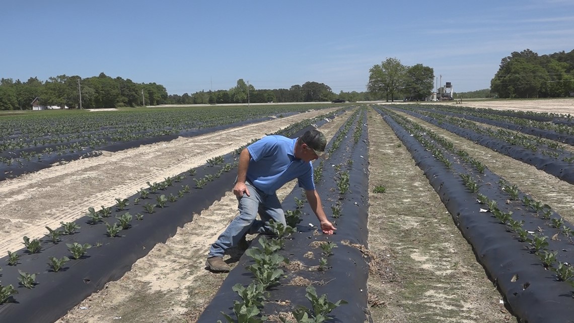 SC farmers are facing more and more wildlife challenges - Vimarsana News