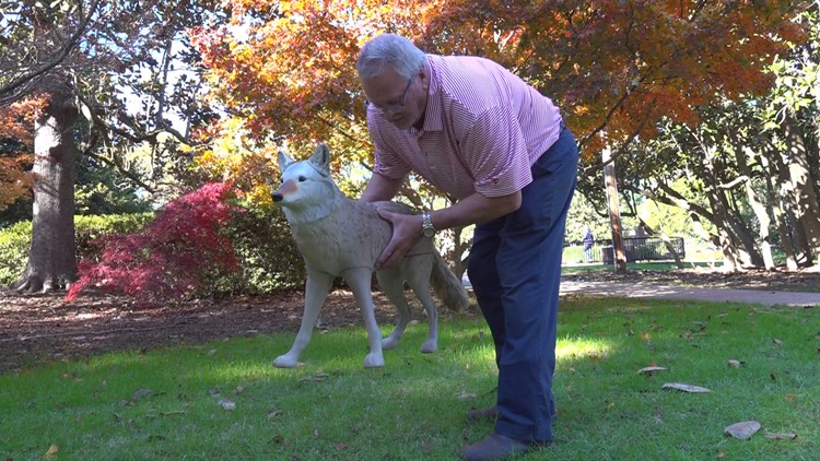 Coyote statues scare off geese at Swan Lake Iris Gardens