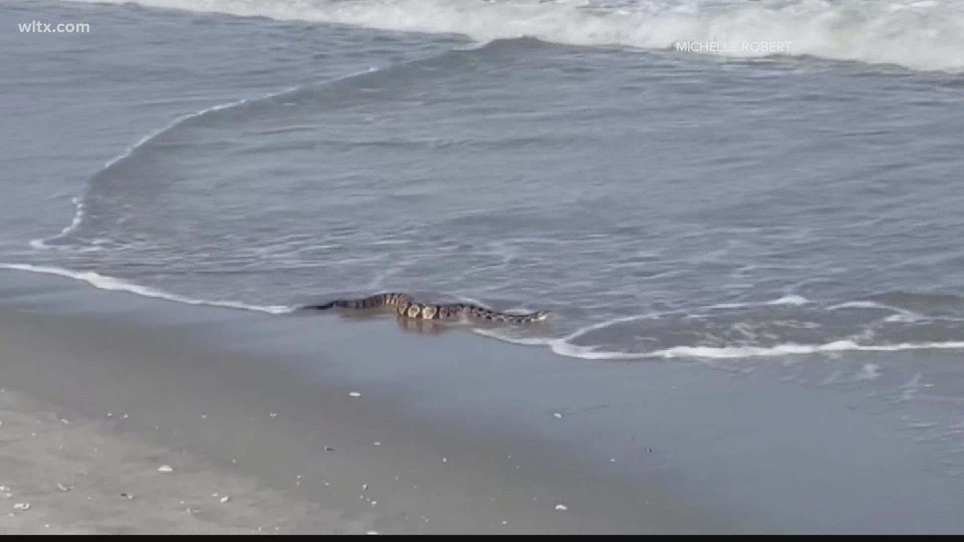 The snake appears to be enjoying the waves.