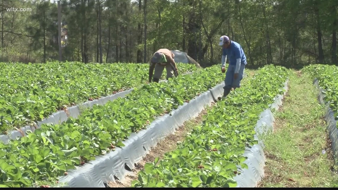 USDA selects 50 farming projects for potential funding - Vimarsana News