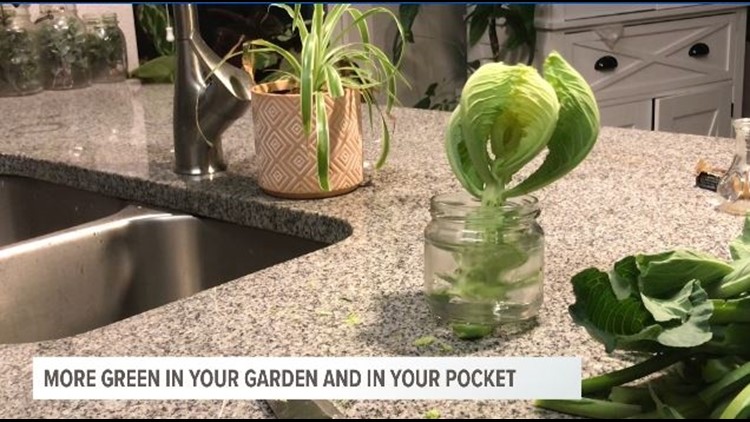 Here's a garden project that adds green to the garden free of charge!