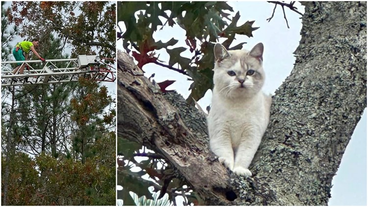 Cat rescued from tree in South Carolina after being stuck for 5 days