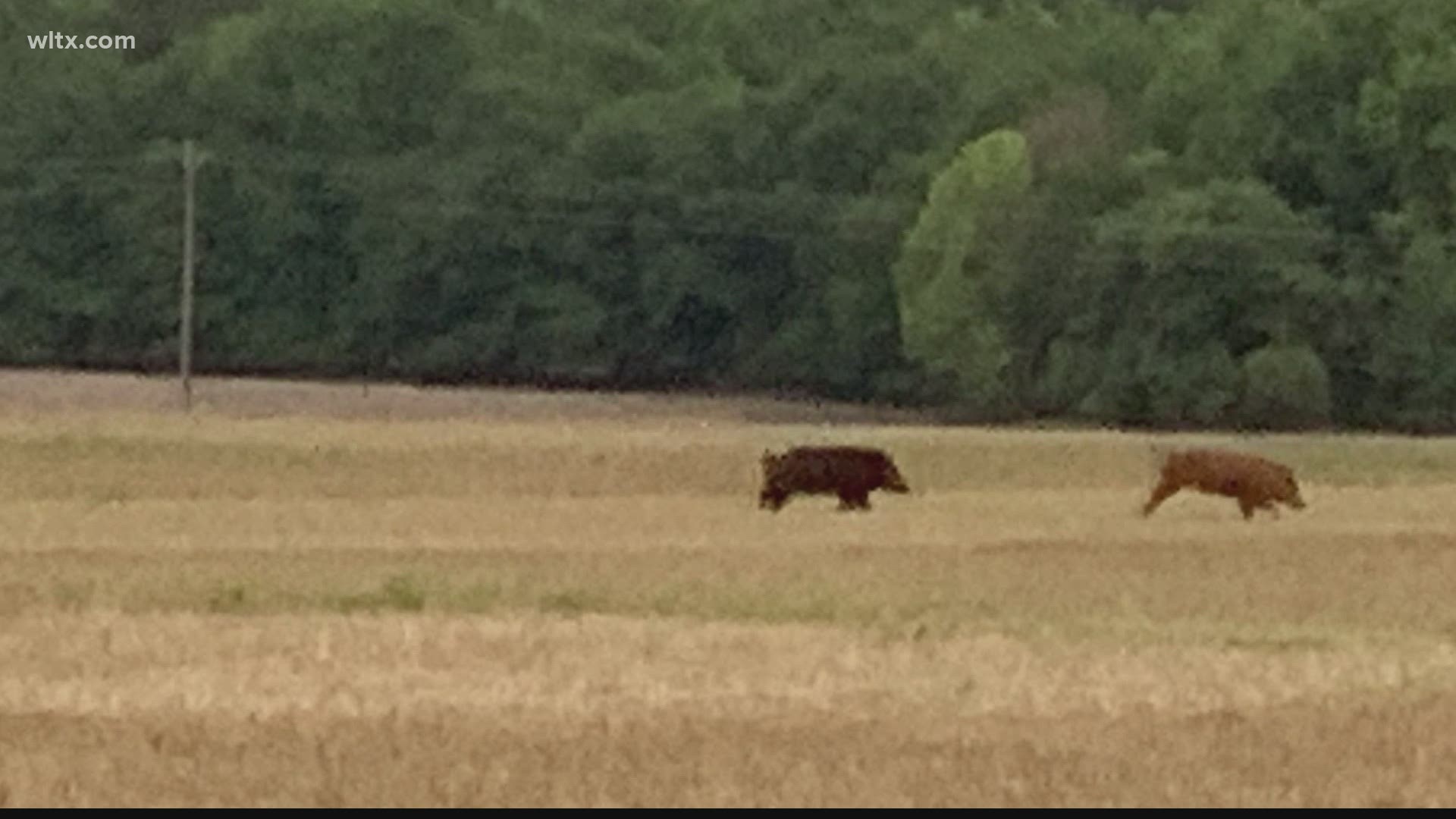 These wild hogs now live in every South Carolina county. Here's what experts say you should do if you see one.