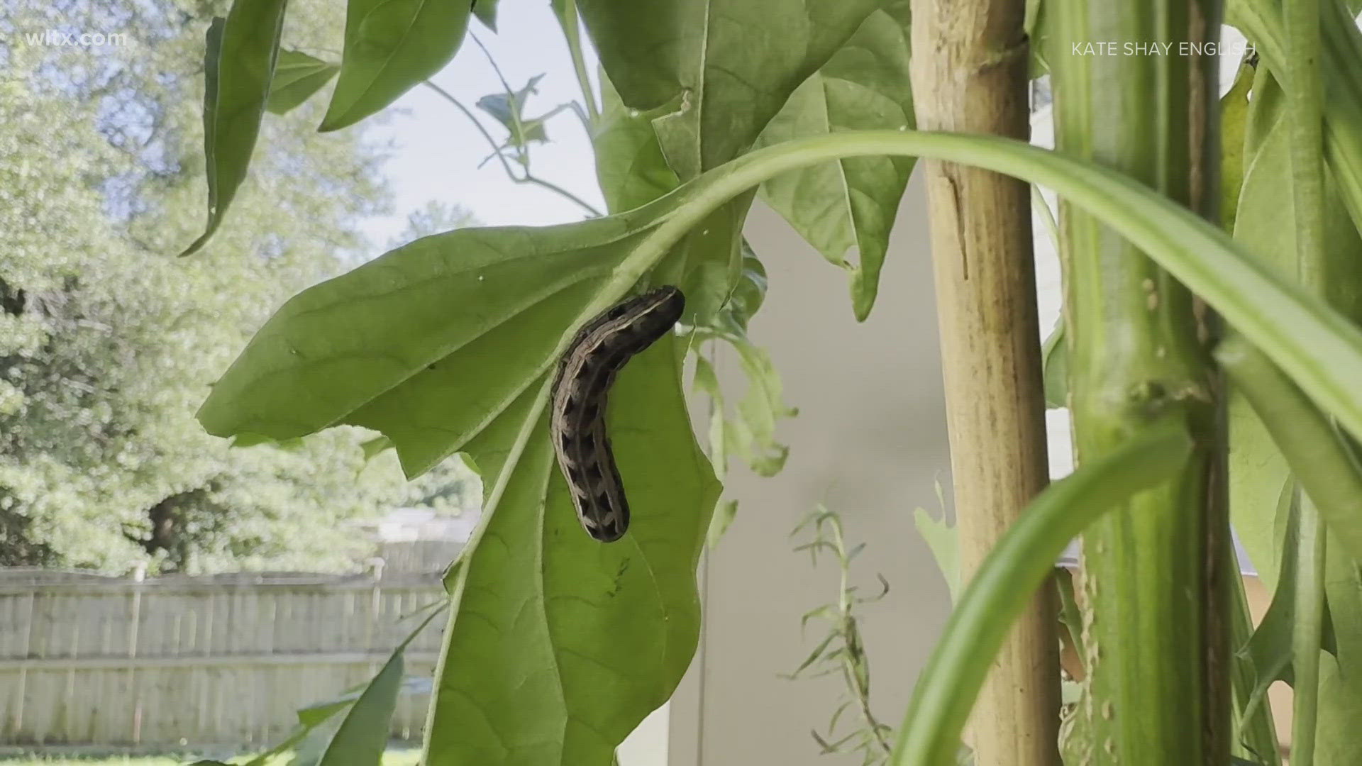 Many folks in the area are experiencing an invasion of armyworms in their yards. Here's what to know.