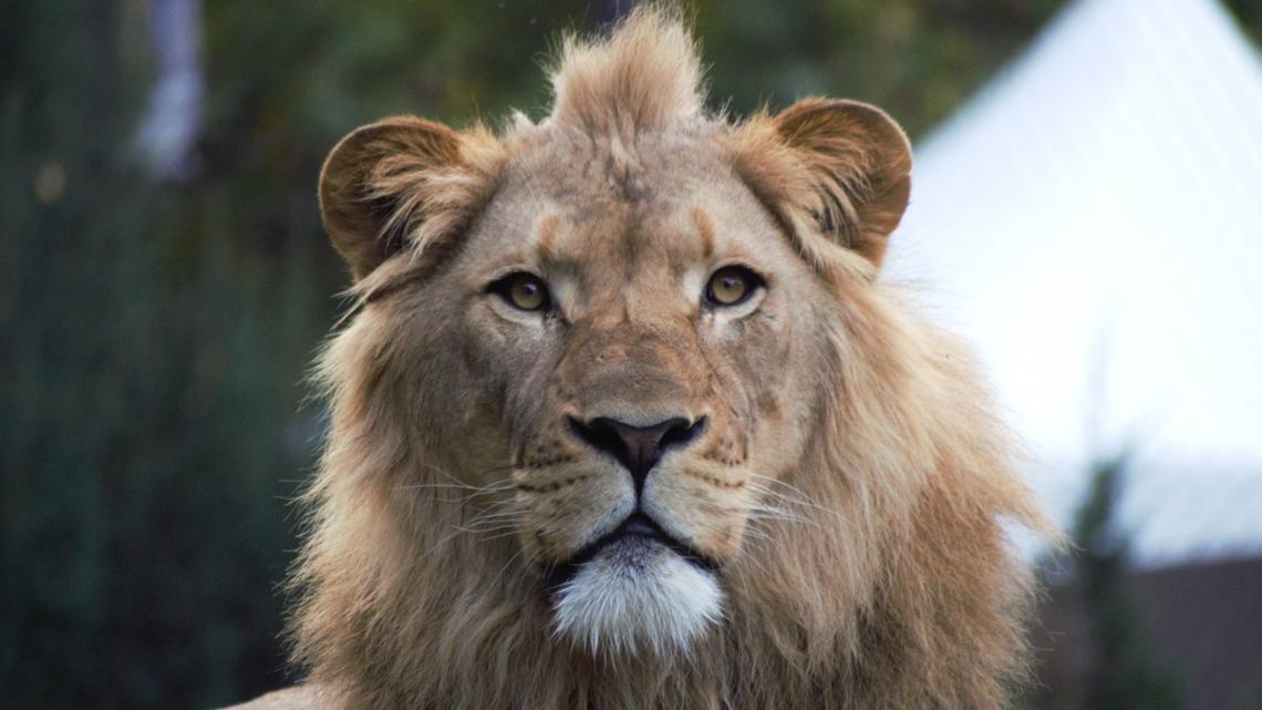 Find some fun: Restaurant Week ends, Free Fridays, MLK Day celebrations and more