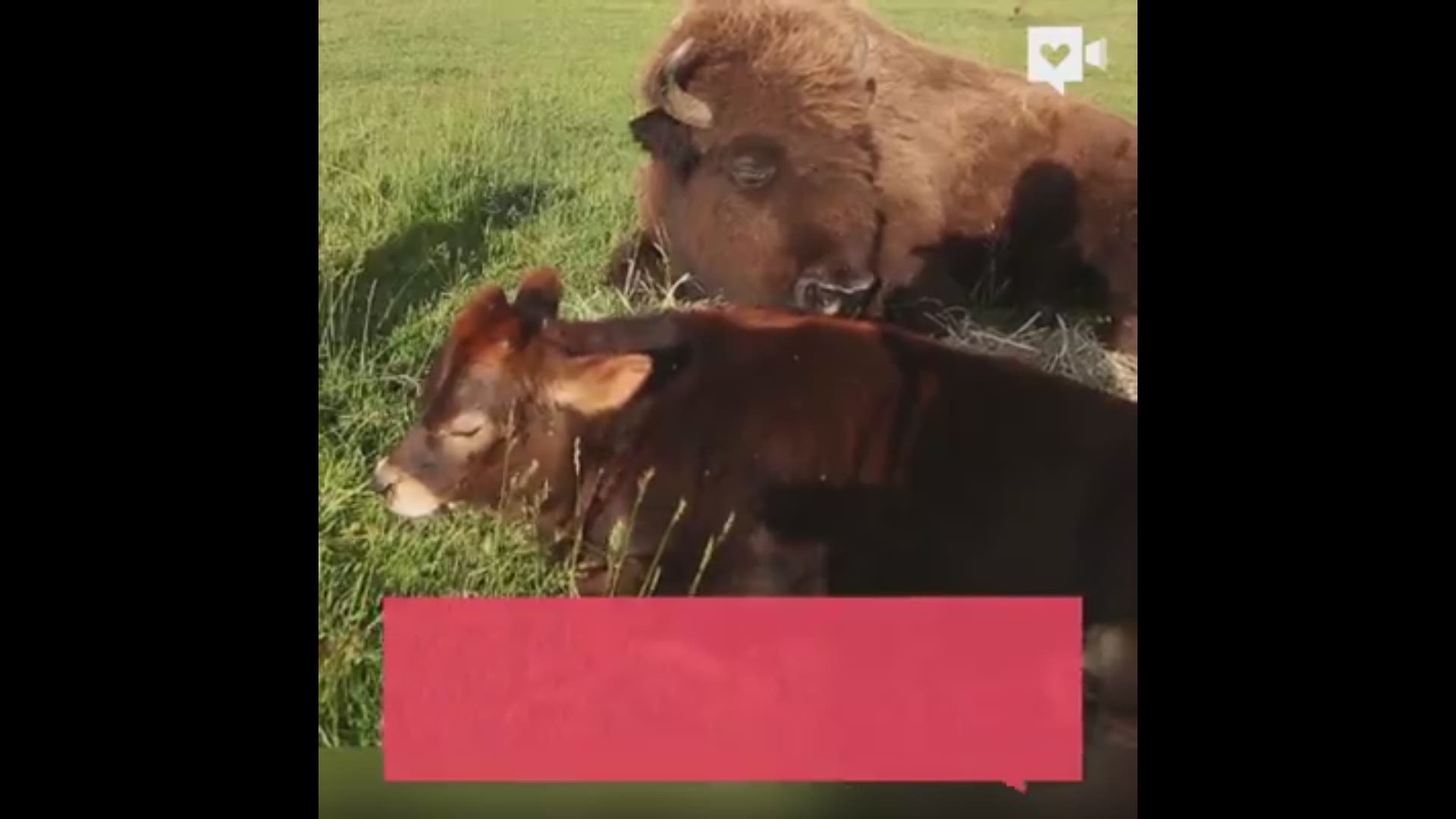 Helen, a blind bison, hadn't made any animal friends in the nearly three years she has lived at an animal sanctuary in Oregon. That is until she met Oliver, a calf born in February. Humankind