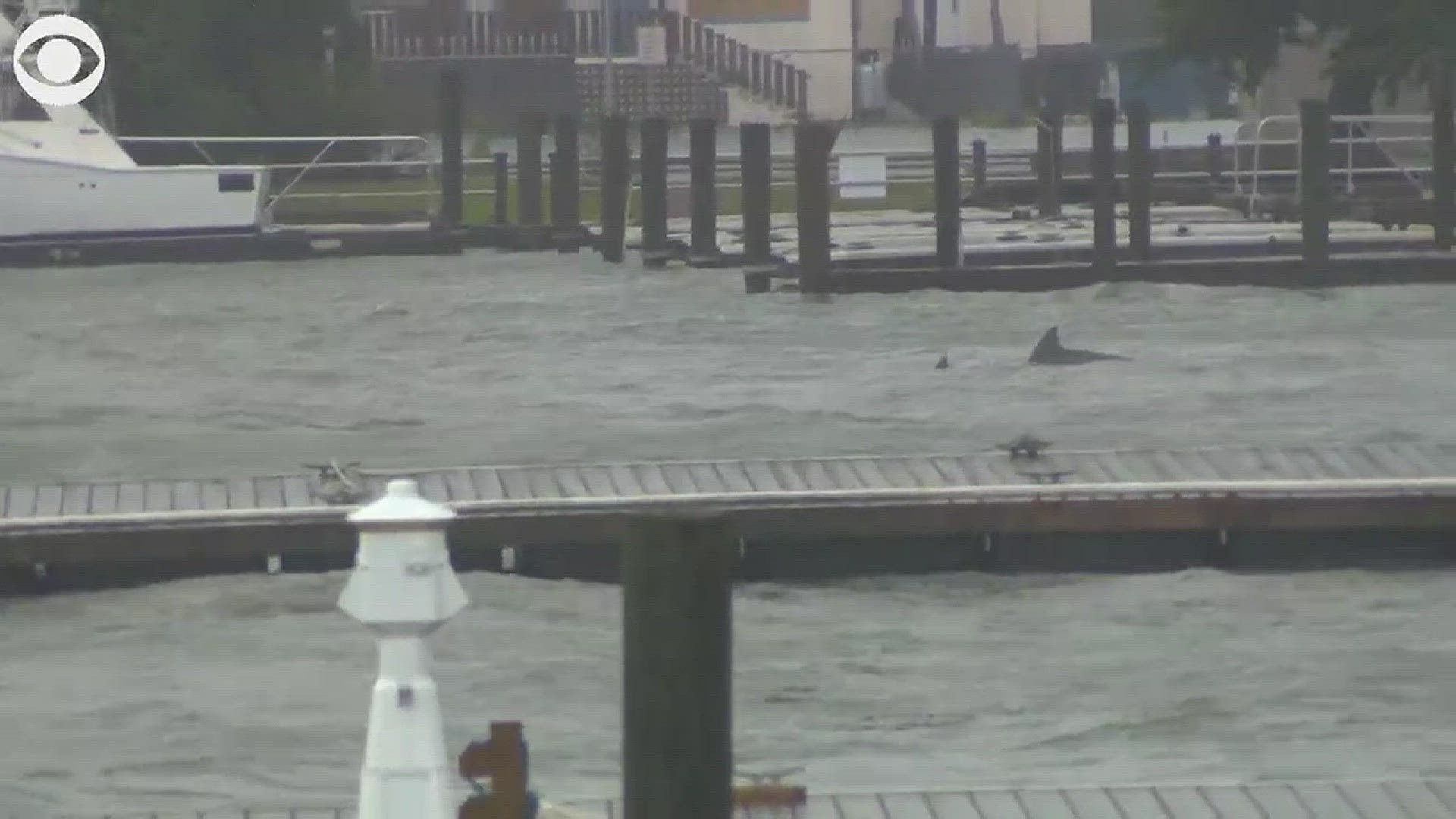 Check out these dolphins swimming in the rising waters near the shore just after Hurricane Florence hit near Wilmington this morning.