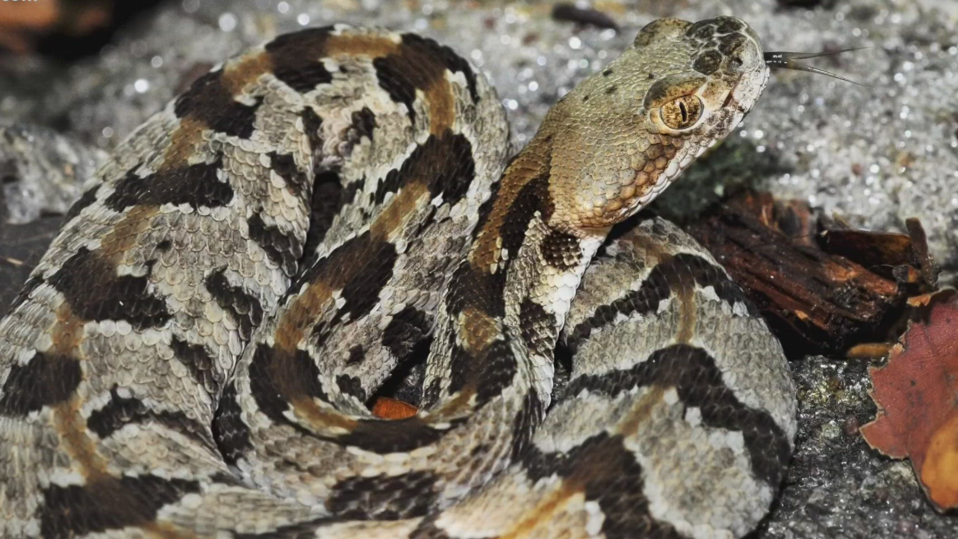 WATCH | Teacher chops up snake after it coils around colleague's leg