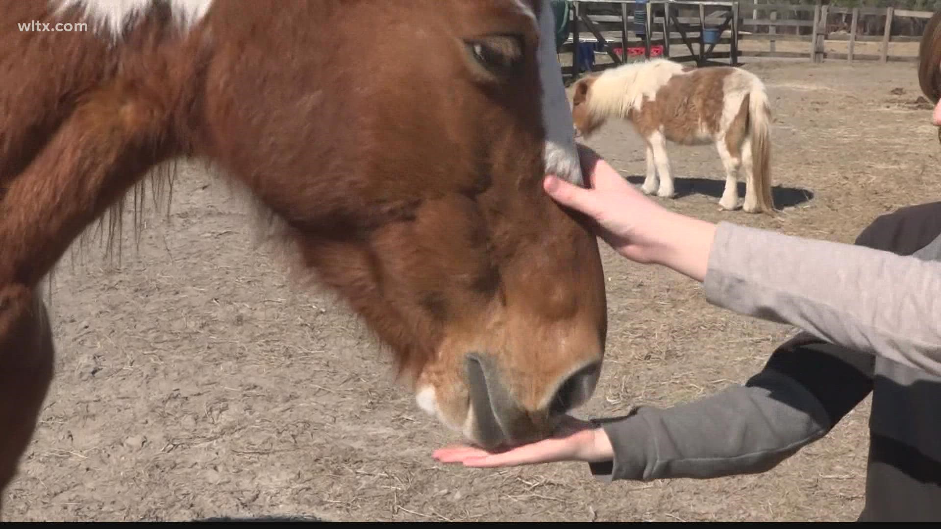 The founder of Hooves, Hearts and Hope an equine therapy program that helped Lexington County children with special needs died suddenly.