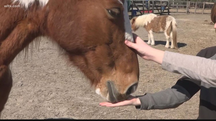 Swansea horse rescue 'Hooves, Hearts & Hope' needs volunteers, donations