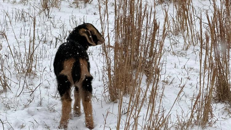 In the snow's afterglow: News19 viewer's photos from Sunday, Feb