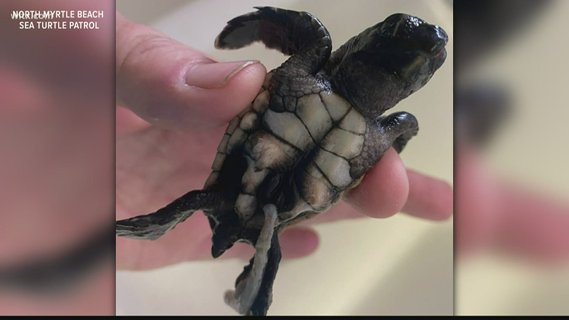 More than 100 loggerhead turtle babies were killed in the storm surge.