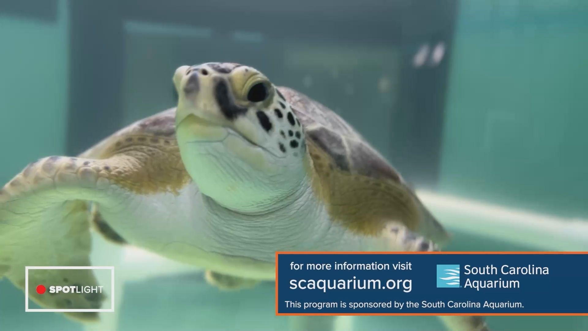 Connect with wildlife at the South Carolina Aquarium Encounter.