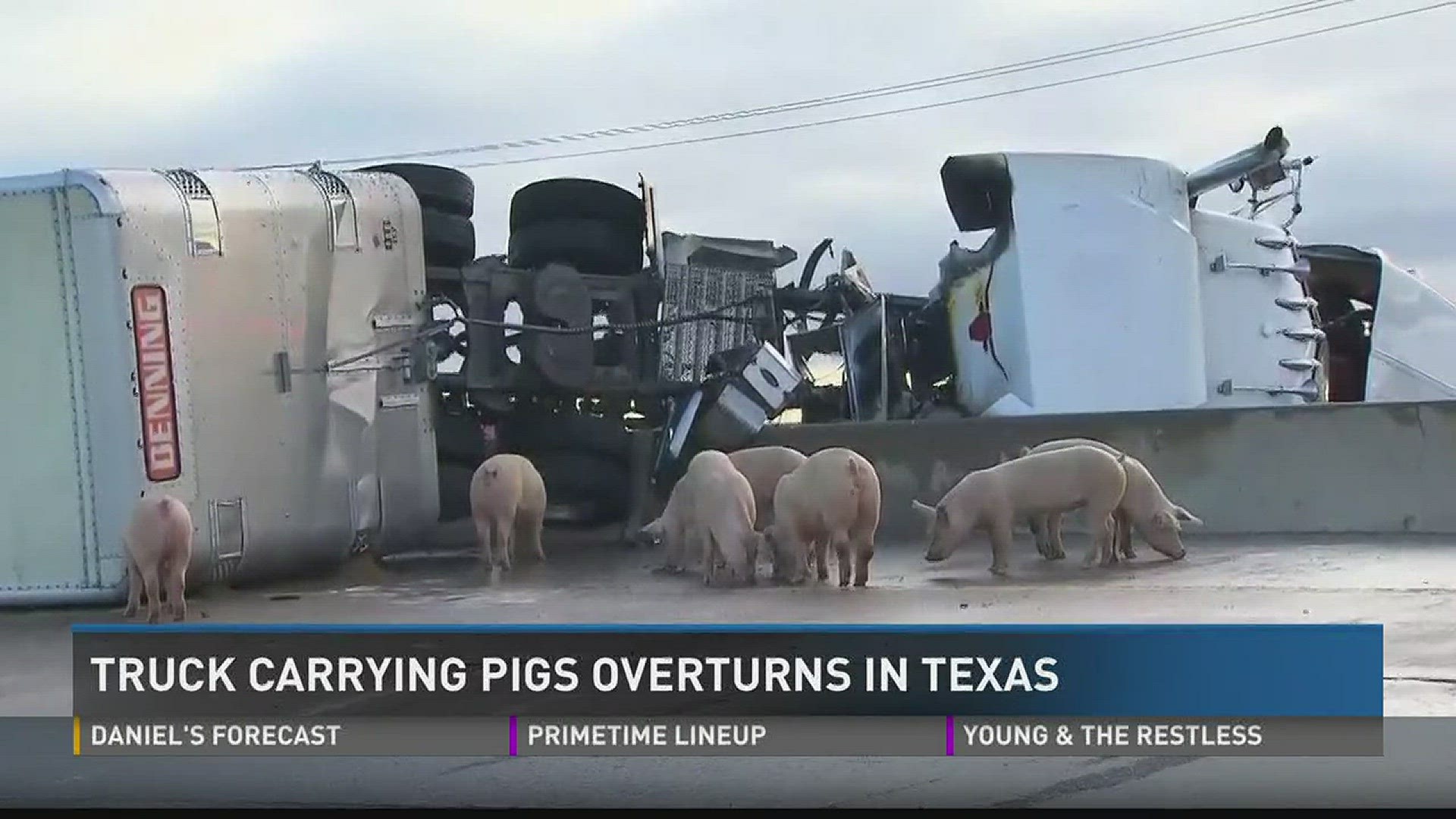 A truck carrying pigs overturned in Texas Thursday morning.