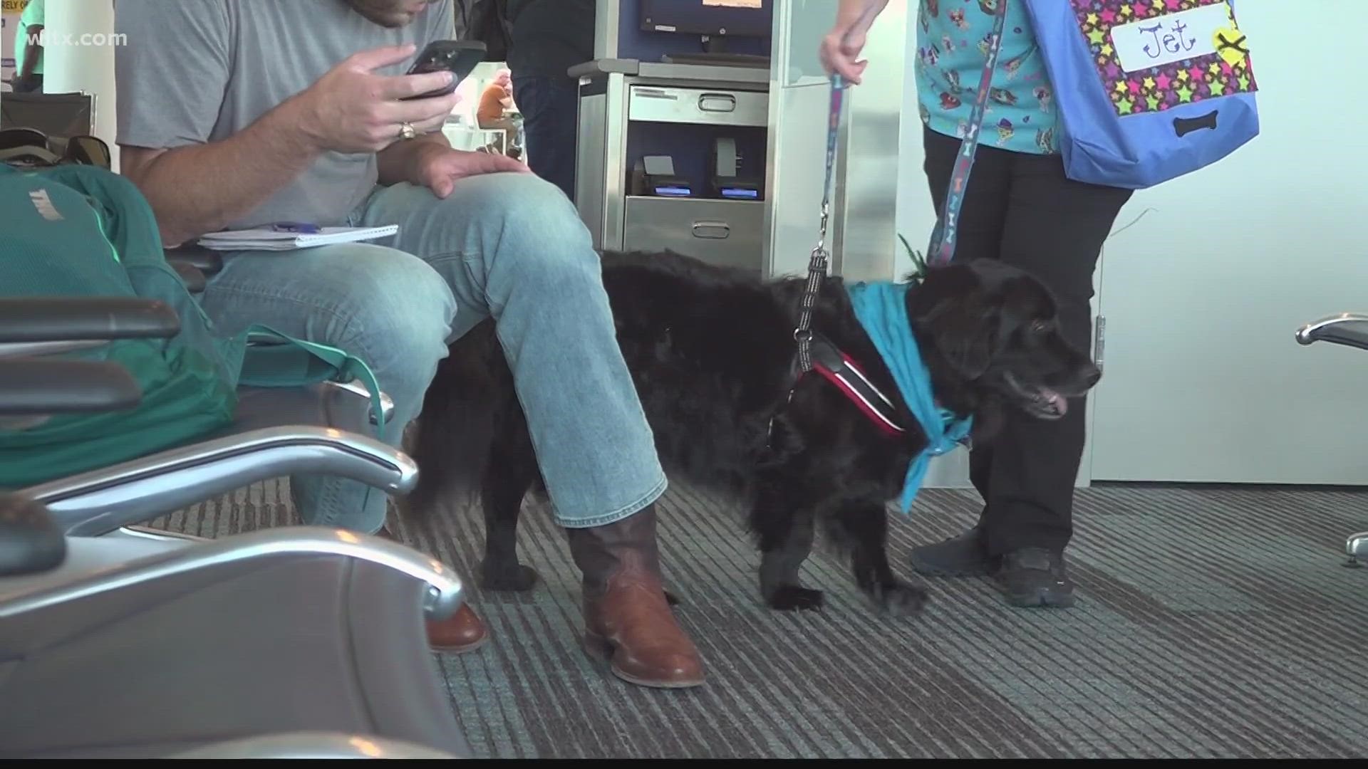 Therapy dog on sales plane