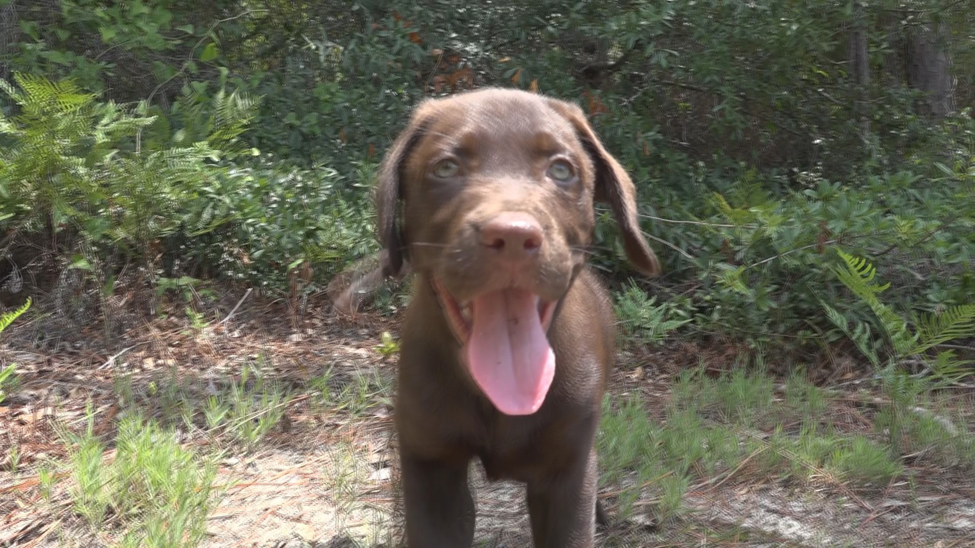 And he's only 8 weeks old, Hank if the newest SCDNR recruit and will be training soon.