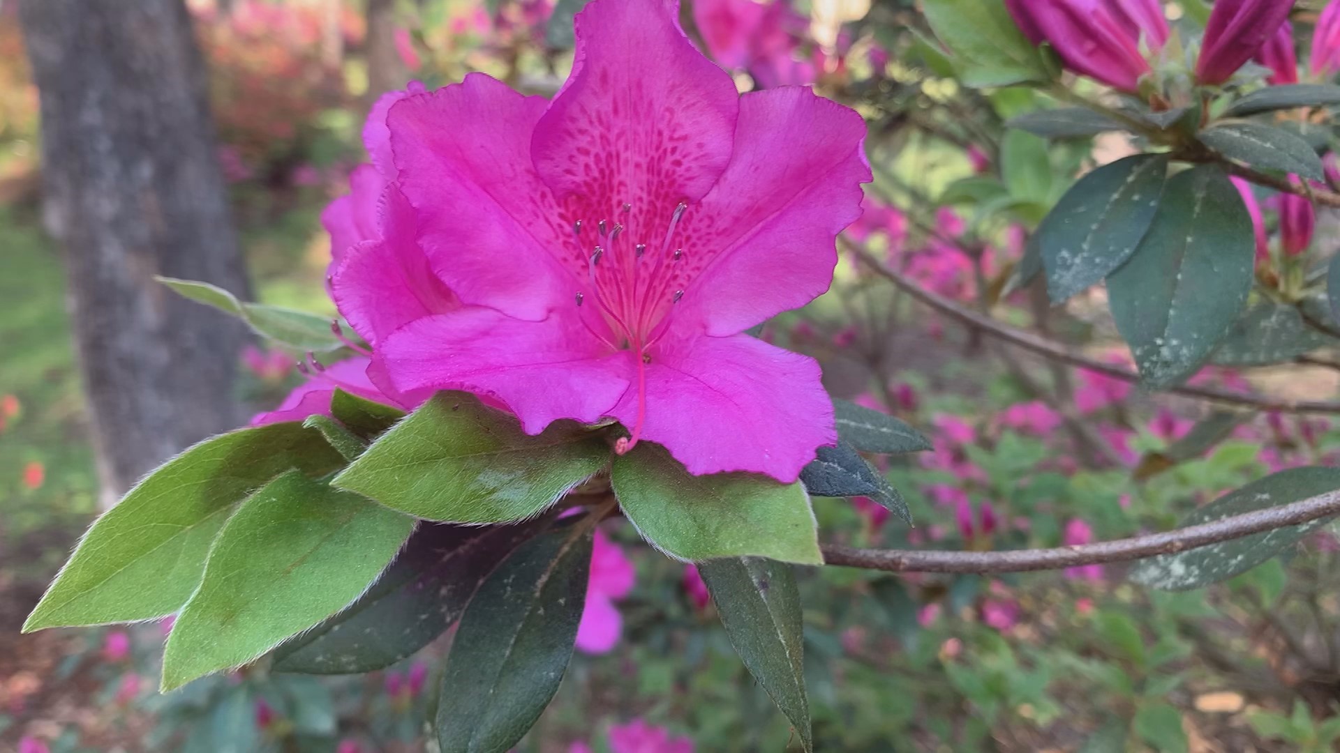 Spring in full bloom at Edisto Memorial Gardens in Orangeburg