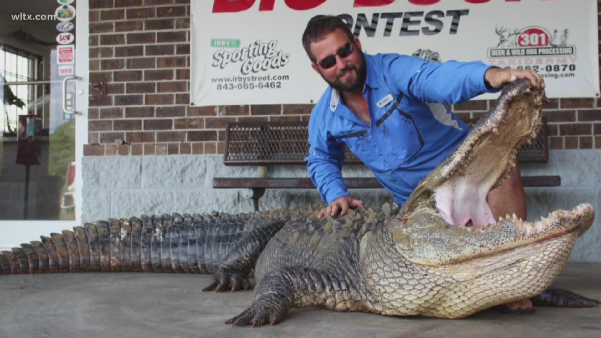 The gator weighted a monstrous 726 pounds.